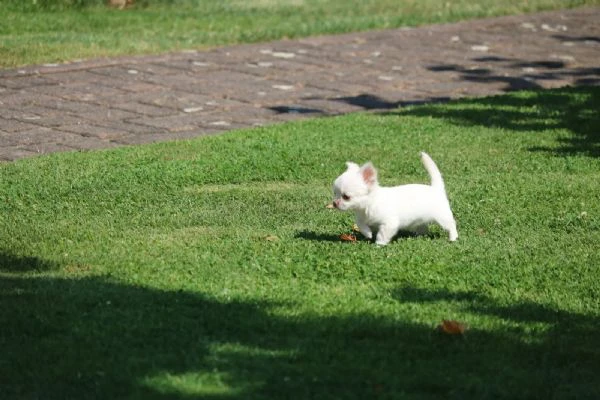 meravigliosi maschietti chihuahua con pedigree