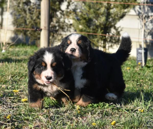 bovari del bernese - cuccioli altissima genealogia | Foto 1