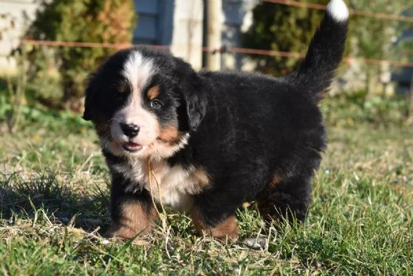 bovari del bernese - cuccioli altissima genealogia