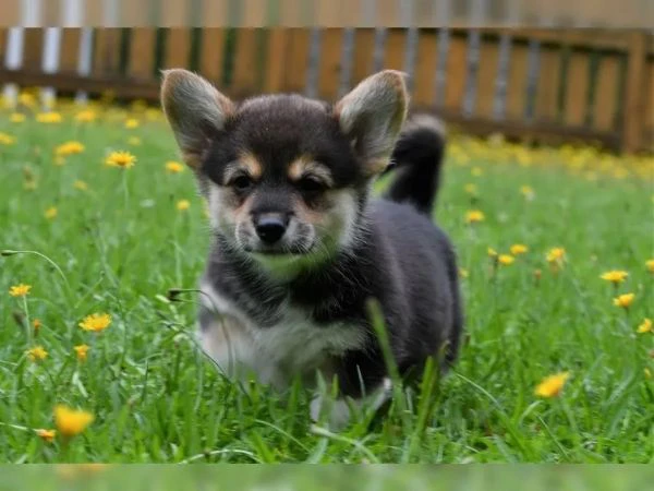 adorabili cuccioli di pembroke welsh corgi in adozione. | Foto 1