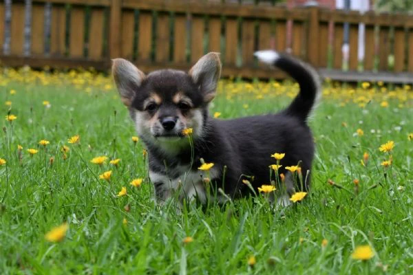 adorabili cuccioli di pembroke welsh corgi in adozione. | Foto 0