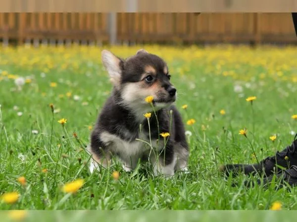 adorabili cuccioli di pembroke welsh corgi in adozione.