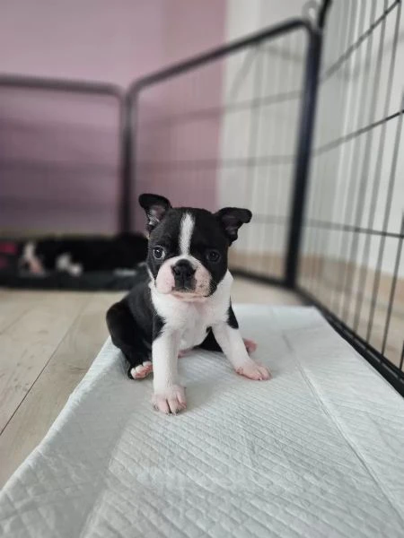 meravigliosa cucciolata di boston terrier | Foto 0