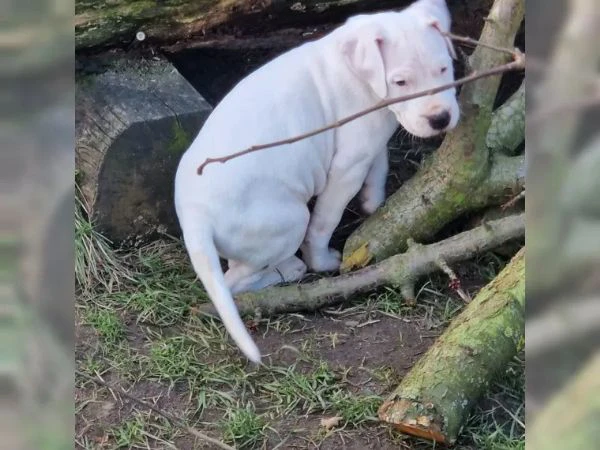 disponibili cuccioli di dogo argentino | Foto 1