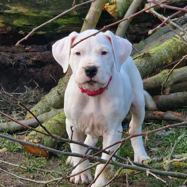 disponibili cuccioli di dogo argentino | Foto 0