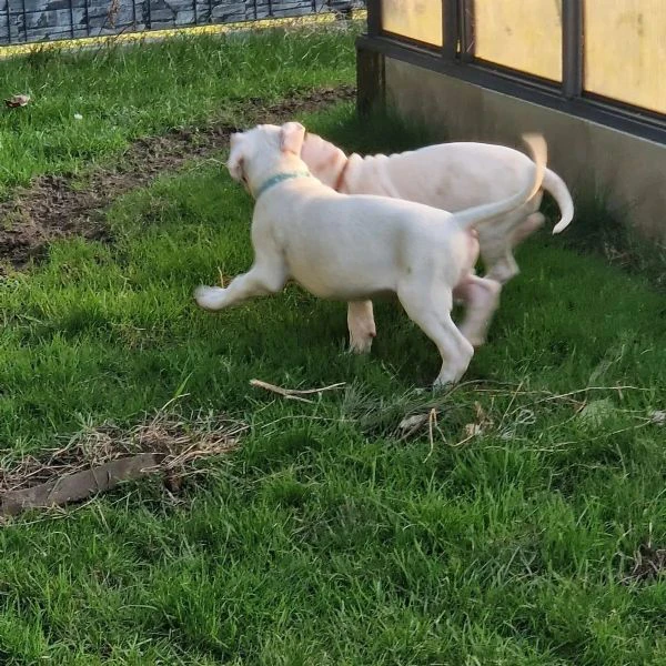 disponibili cuccioli di dogo argentino