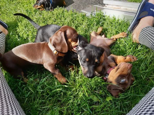 due meravigliosi cuccioli di bassotto | Foto 0