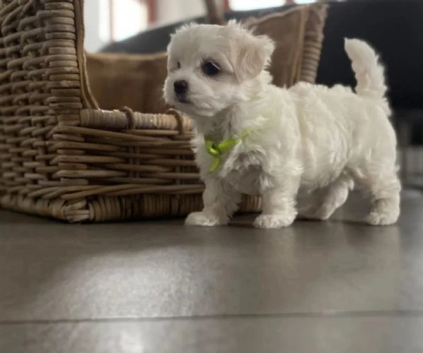 bellissimi cuccioli di maltese | Foto 1