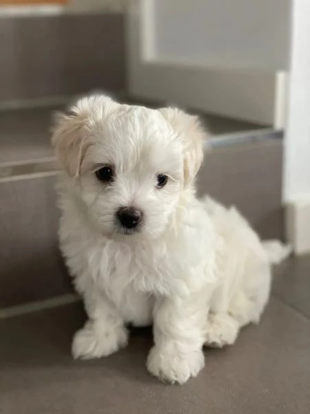 bellissimi cuccioli di maltese | Foto 0