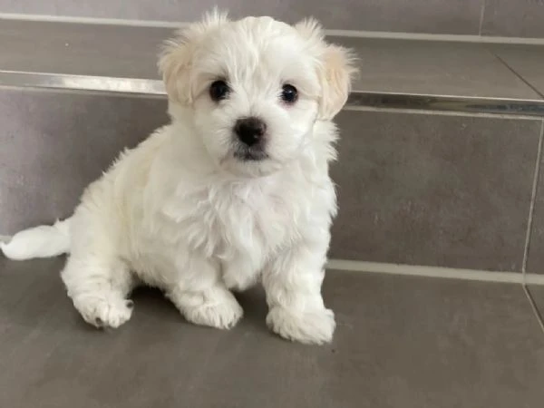 bellissimi cuccioli di maltese