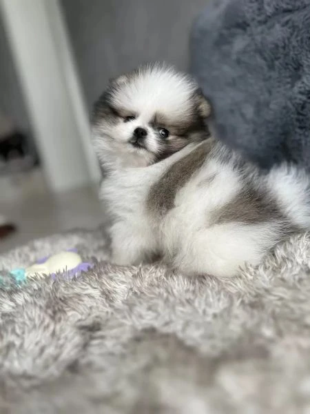 dolci cuccioli di spitz pomerania disponibili | Foto 0