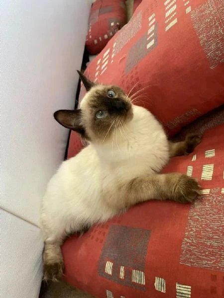 4 dolcissimi cuccioli ragdoll con pedigree