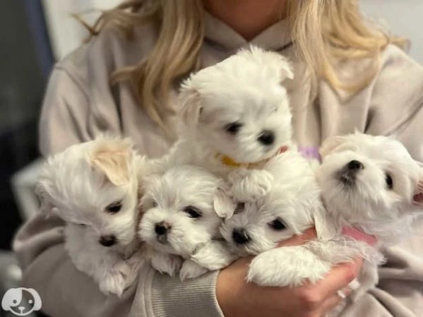 cuccioli di maltese toy con pedigree | Foto 0