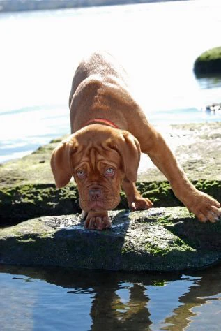 disponibili cuccioli di dogue de bordeaux | Foto 0