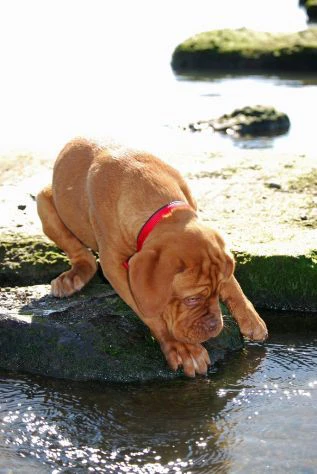 disponibili cuccioli di dogue de bordeaux