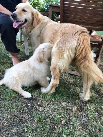 cuccioli golden retriever pedigree enci