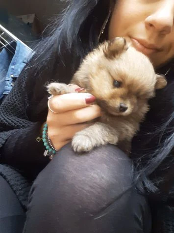 volpino di pomerania o spitz nano tedesco