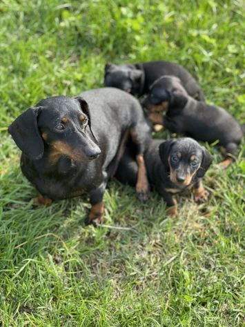 cuccioli di border