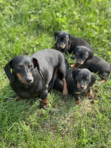 cuccioli di border | Foto 0