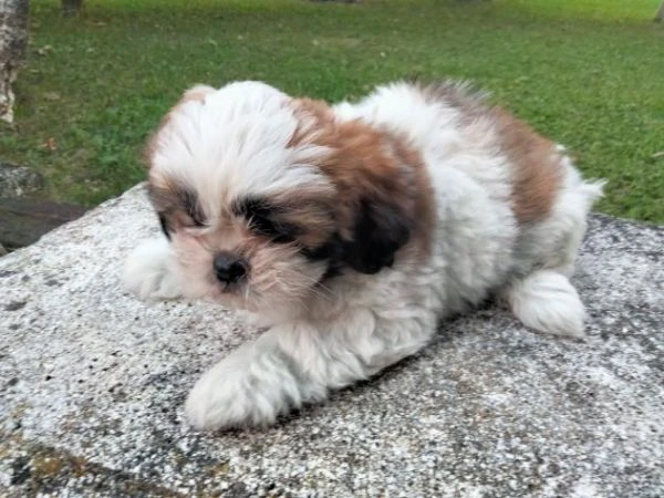 cuccioli di shihtzu | Foto 1