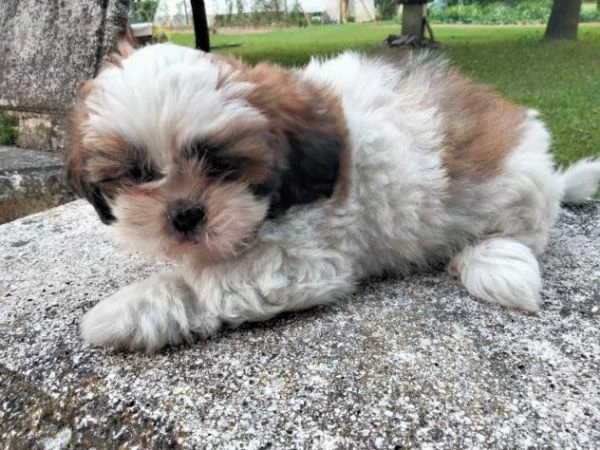 cuccioli di shihtzu | Foto 0