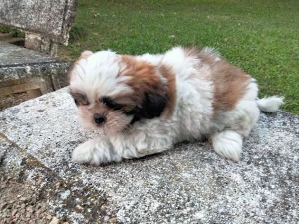 cuccioli di shihtzu