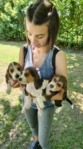 cuccioli di beagle | Foto 1