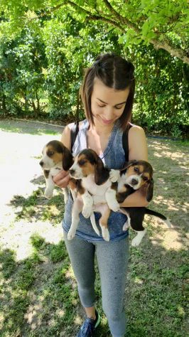 cuccioli di beagle | Foto 0