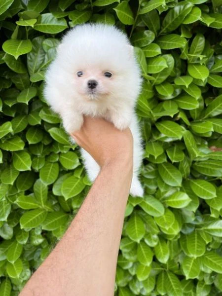 cuccioli della pomerania | Foto 1