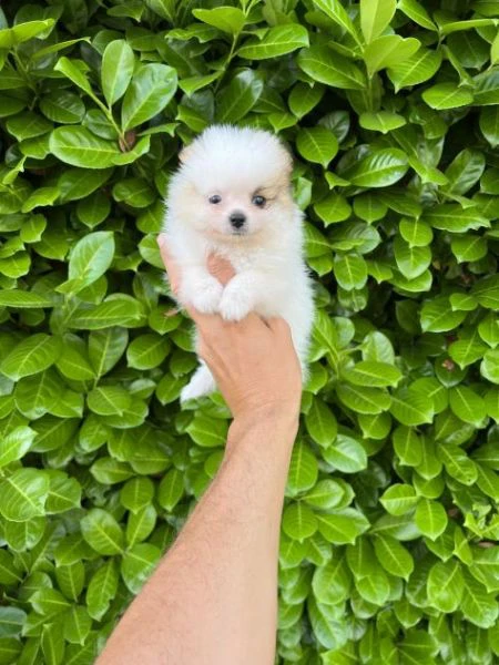 cuccioli della pomerania | Foto 0