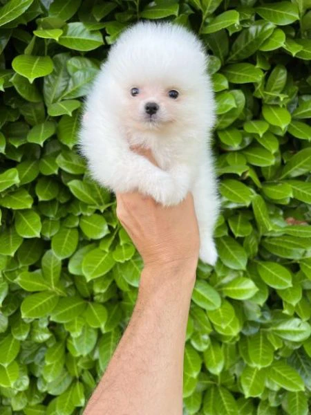 cuccioli della pomerania