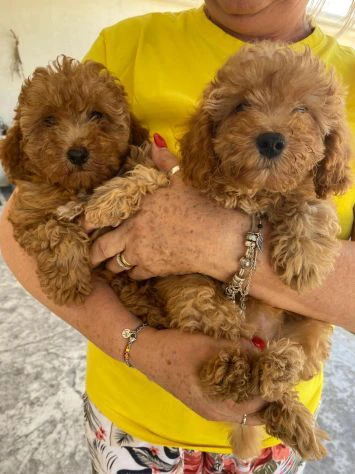 cuccioli di barboncino | Foto 1