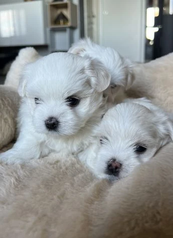 maltesi cuccioli molto piccoli