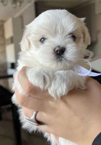 cuccioli di maltese toy. | Foto 1