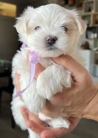 bellissimi cuccioli di maltese subito disponibili, 