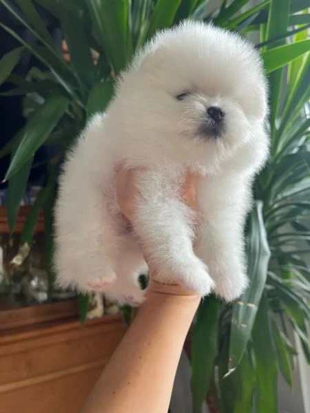 cuccioli di spitz di pomerania  | Foto 2