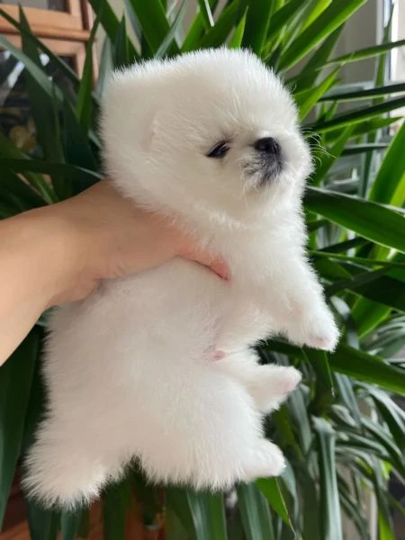 cuccioli pomerania bianchi!! | Foto 0