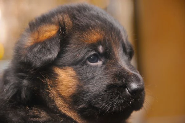 cuccioli di pastore tedesco | Foto 4