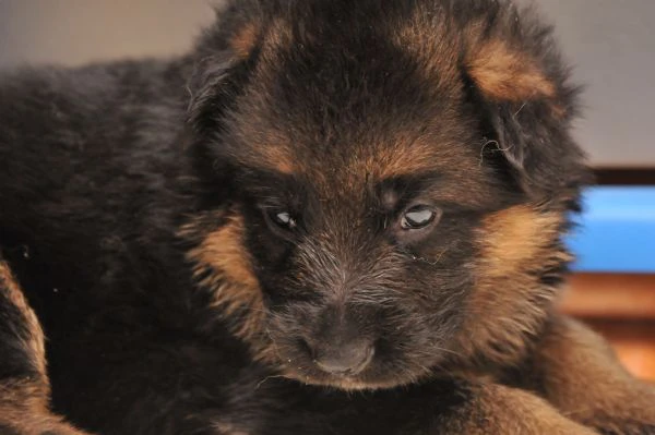 cuccioli di pastore tedesco | Foto 0