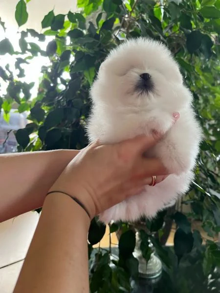 rarissimi cuccioli di volpini pomerania | Foto 0