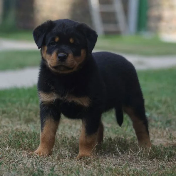 disponibilità cuccioli di rottweiler.sono disponibili 1 maschio e 2 femmine.