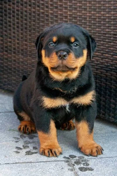 disponibilità cuccioli di rottweiler.sono disponibili 1 maschio e 2 femmine. | Foto 2