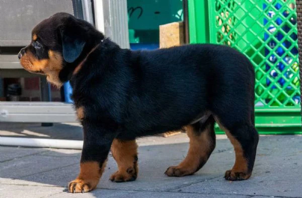 disponibilità cuccioli di rottweiler.sono disponibili 1 maschio e 2 femmine. | Foto 0