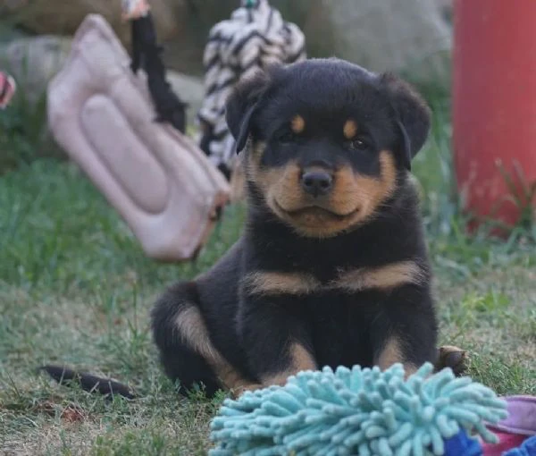  disponibilità 3 cuccioli di rottweiler.sono disponibili 1 maschio e 2 femmine | Foto 2