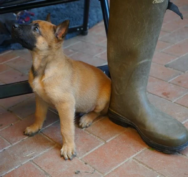 cuccioli pastore belga malinois | Foto 1