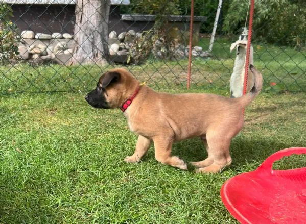 disponibili cuccioli di pastore belga malinois. i ... | Foto 2