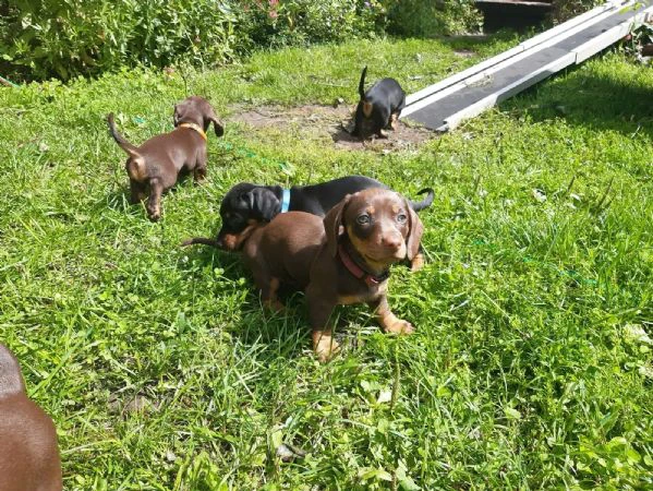 disponibili cuccioli bassotto a pelo corto figli di campioni italiani | Foto 1