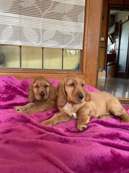 cuccioli cocker spaniel inglese pedigree enci