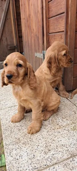 deliziosi cuccioli di cocker spaniel di colore ful... | Foto 1