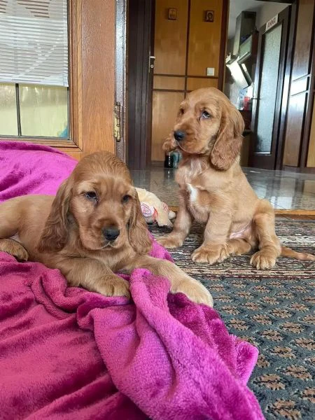 deliziosi cuccioli di cocker spaniel di colore ful... | Foto 0